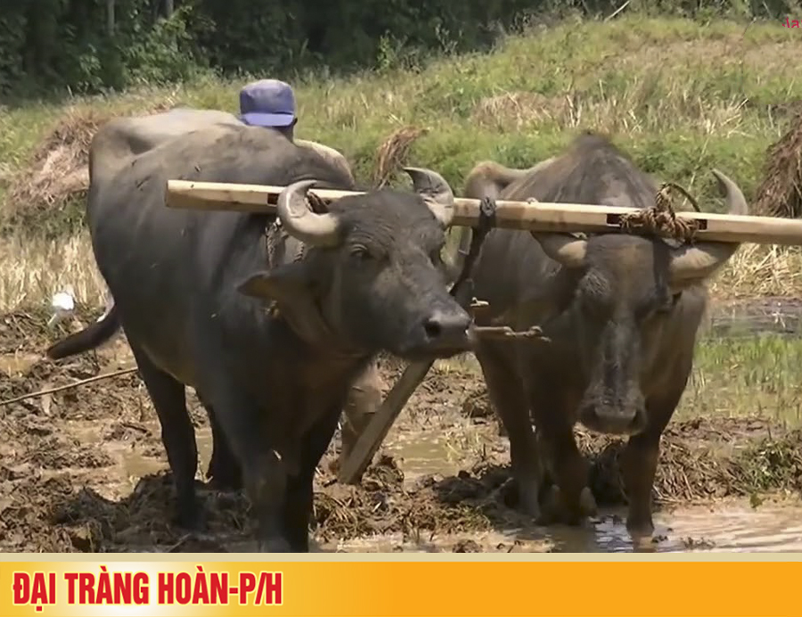 Bán "cả cơ nghiệp" để điều trị viêm đại tràng mạn tính