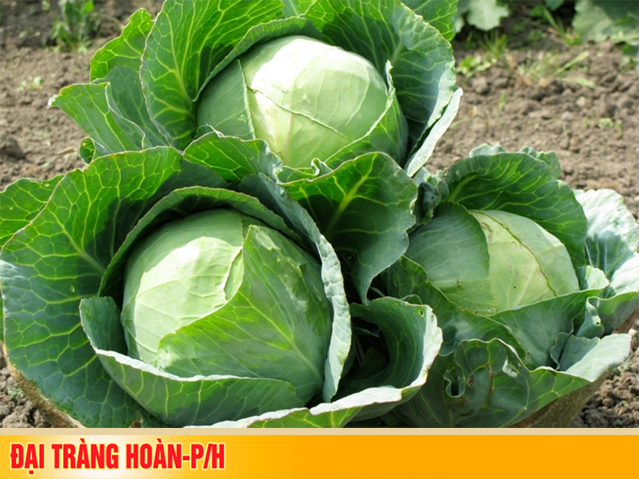 Công dụng chữa bệnh thần kỳ của loại rau ai cũng biết - chữa xơ gan, viêm đại tràng