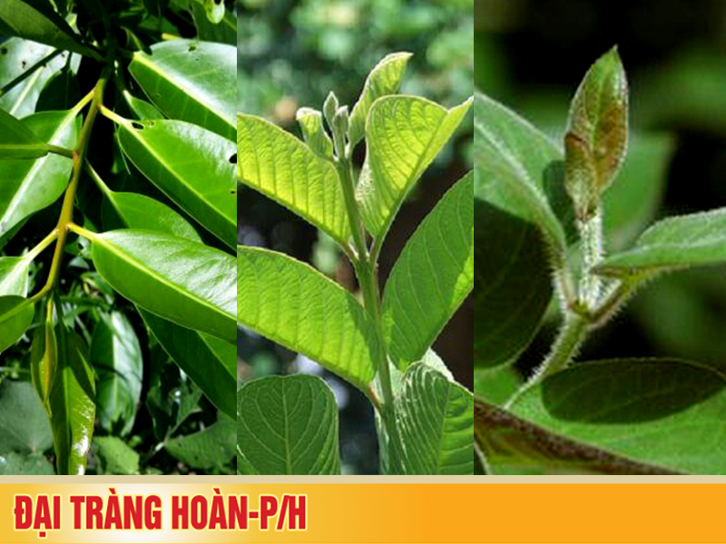 Thảo dược trong vườn nhà giúp cải thiện bệnh viêm đại tràng